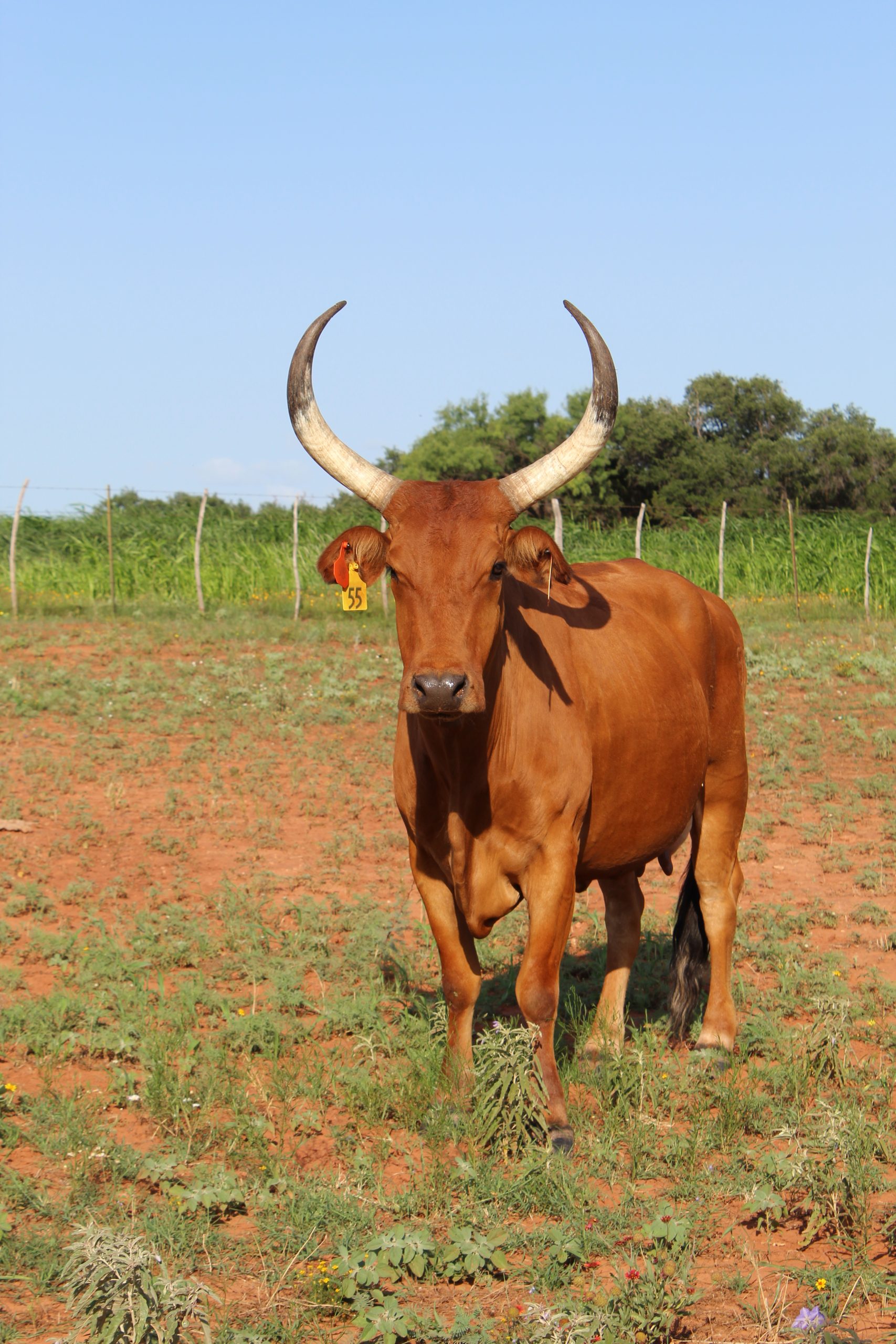livestock fencing